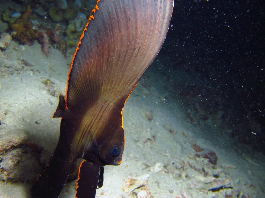 Chindonan Dive And Beach Resort Coron Esterno foto