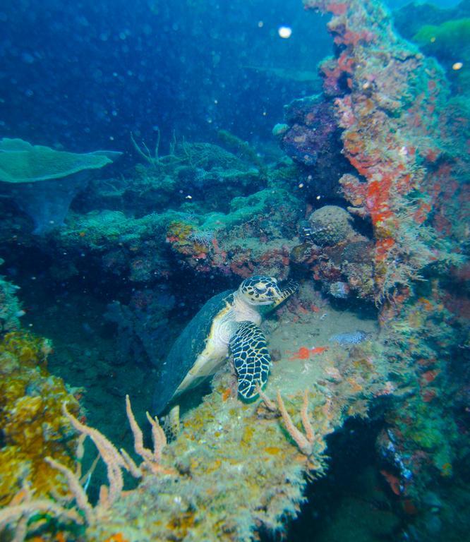 Chindonan Dive And Beach Resort Coron Esterno foto